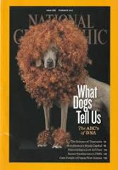 National Geographic #'12/02: What Dogs Tell Us