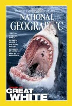 National Geographic #'00/04: Inside The Great White