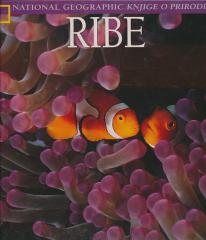 Ribe