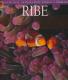 Ribe